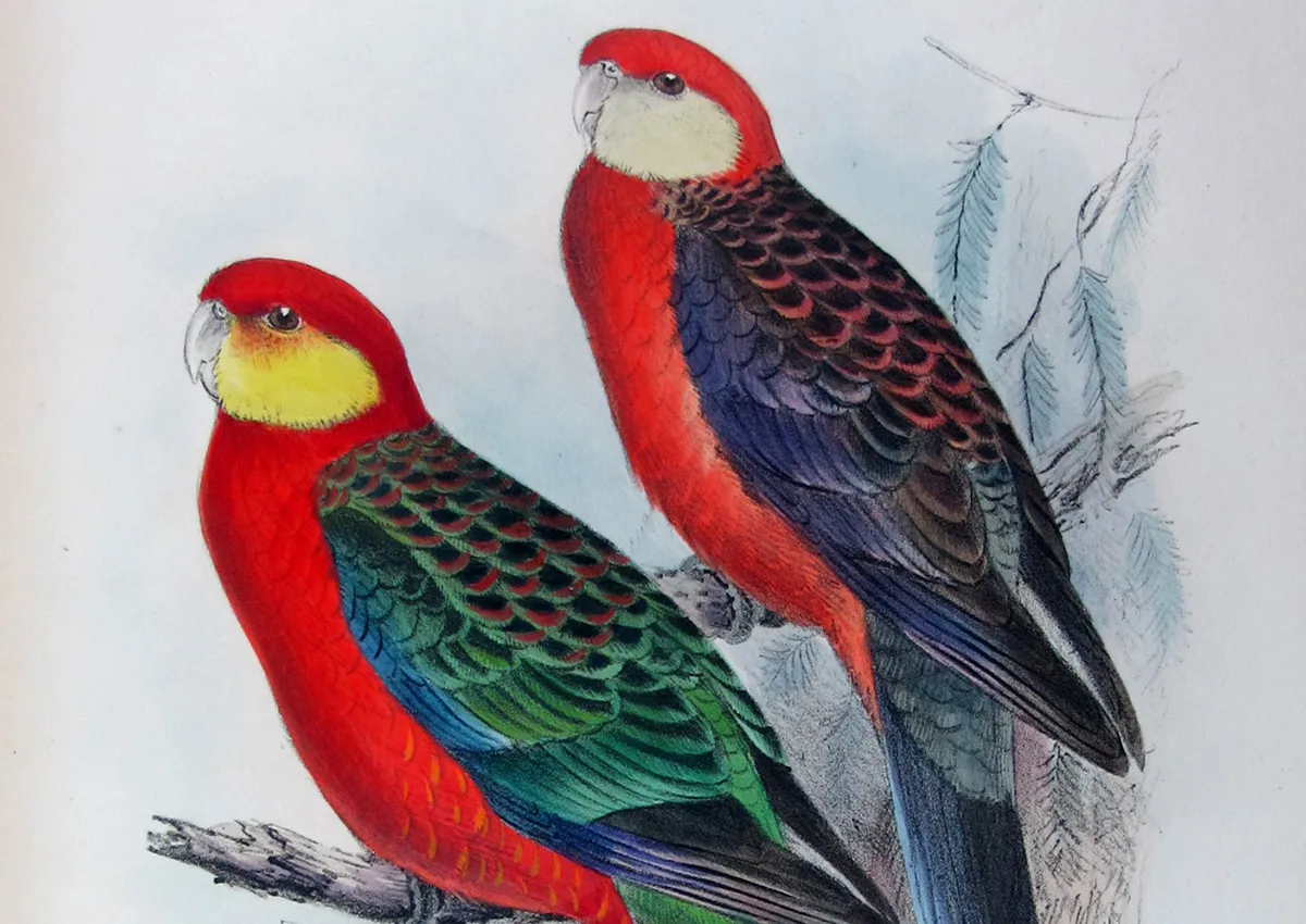 Roland Green: Dynamic Vision and Field-Born Precision in Bird Art