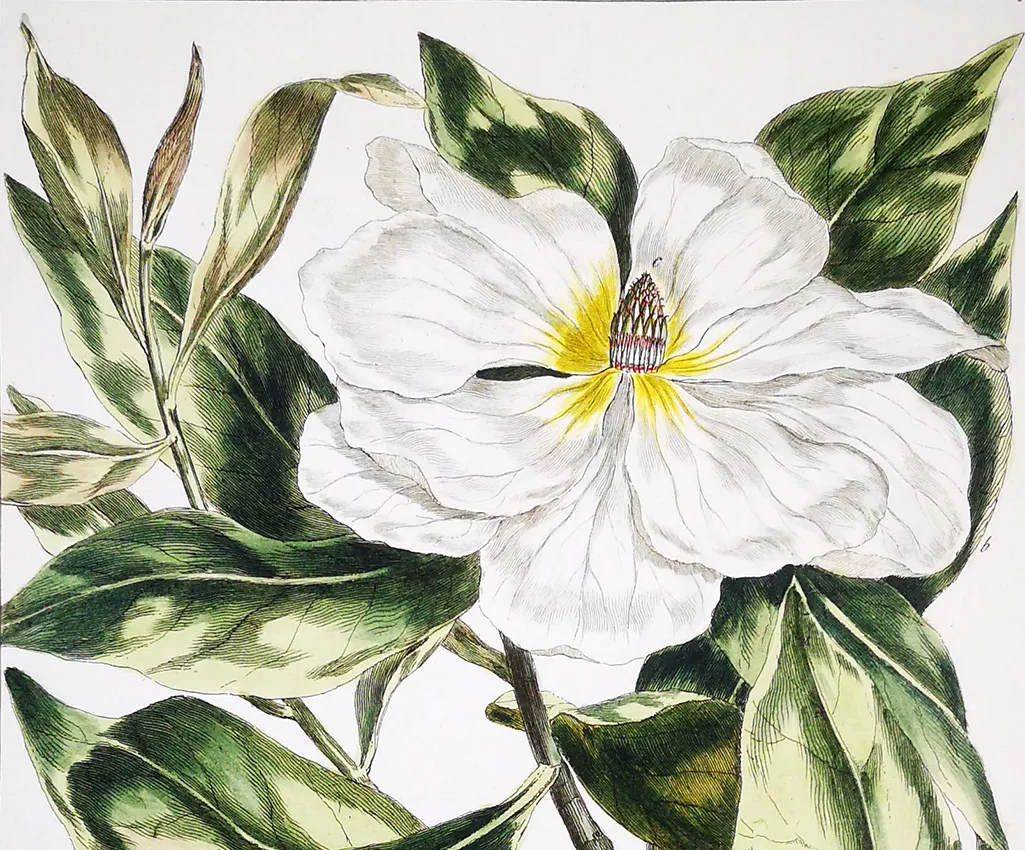 Johann Sebastian Mueller: The Precision of Botanical Engraving