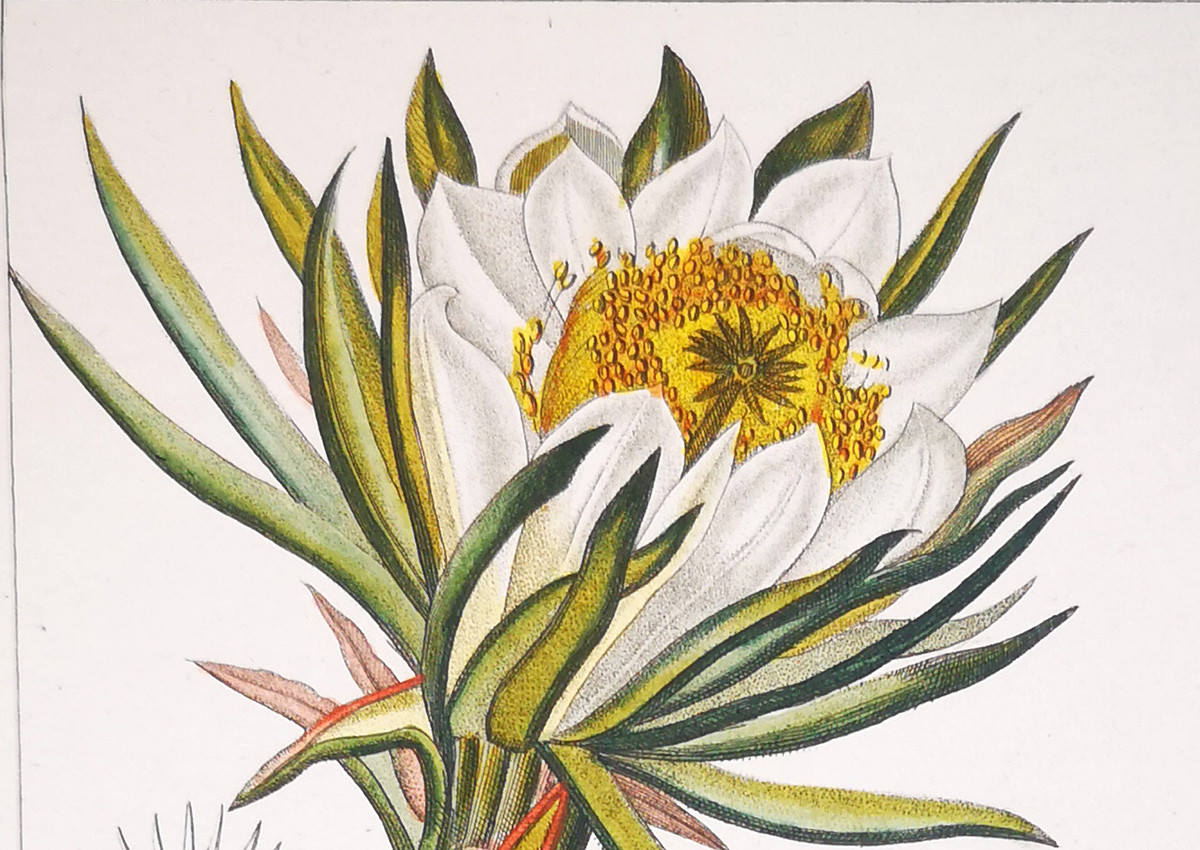 Pierre Jean François Turpin: The Botanical Illustrator of Natural Harmony Pierre Jean François Turpin: The Botanical Illustrator of Natural Harmony
