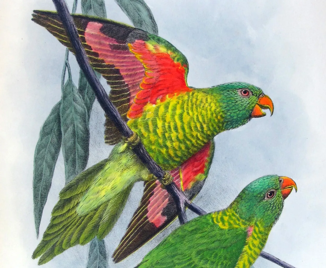 Gregory M. Mathews and The Birds of Australia: A Monument of Ornithological Ambition