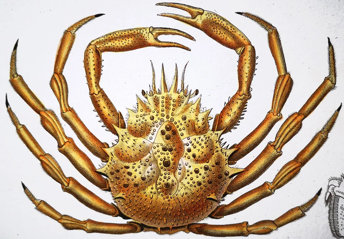 Jean Gabriel Prêtre: Portraitist of the Animal Kingdom