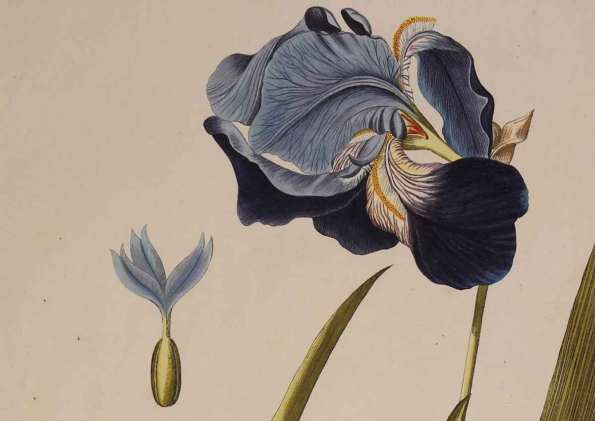 Joseph Jacob von Plenck and the Botanical Enlightenment