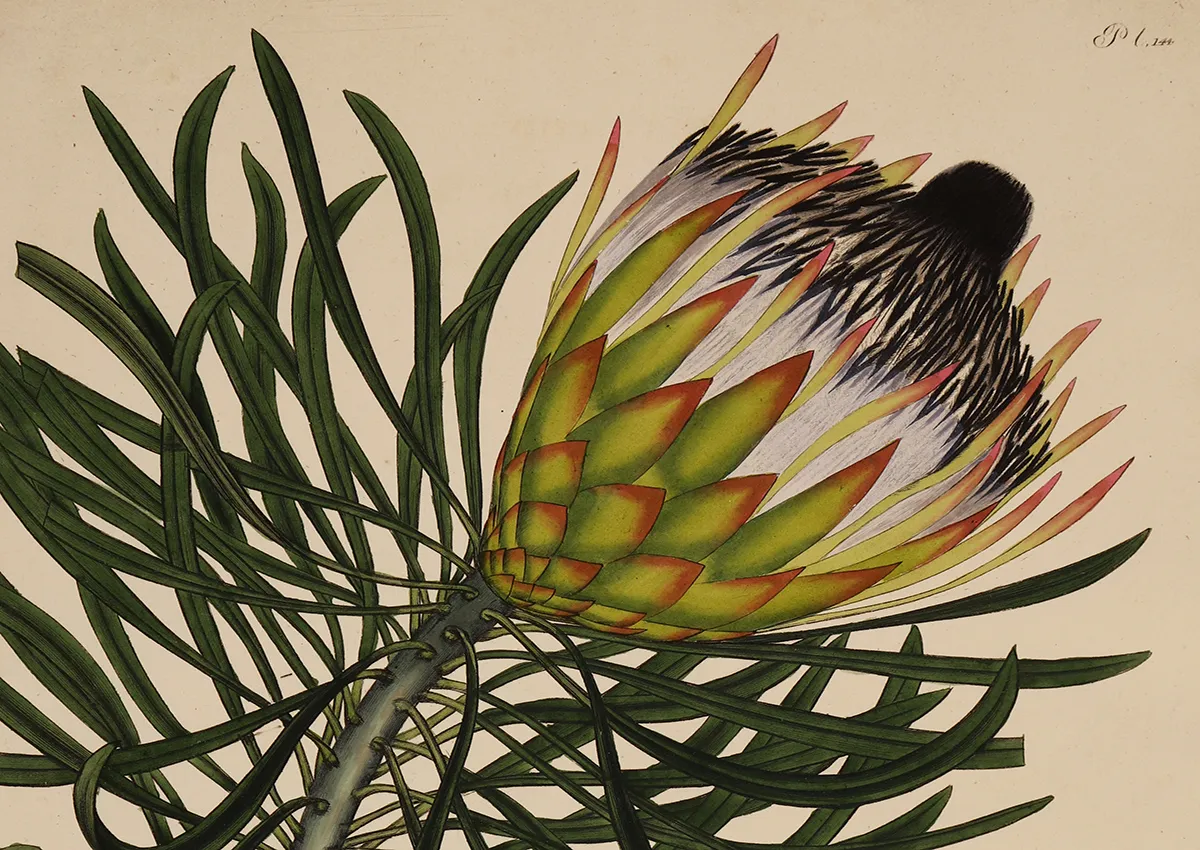 Henry Charles Andrews and Britain's Passion for Exotic Plants