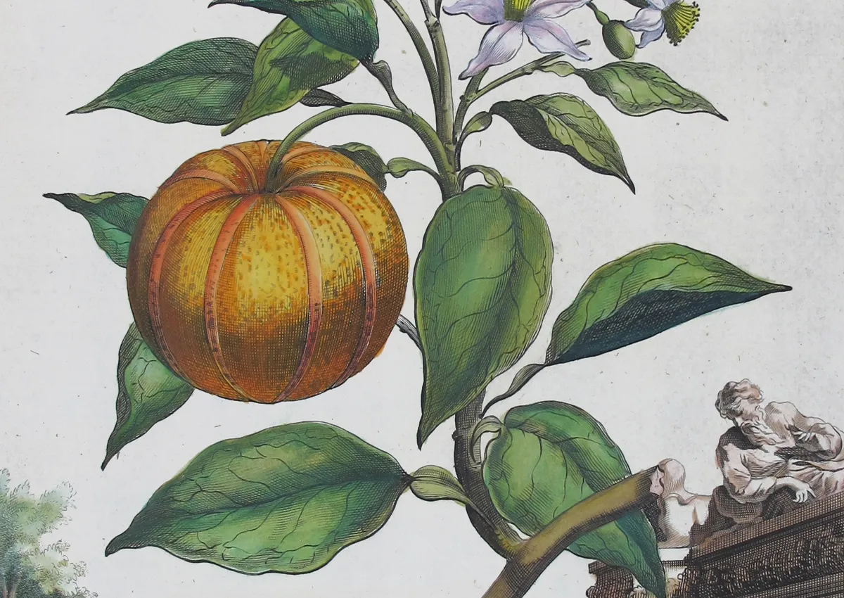 A Guide to Collecting and Decorating with Antique Botanical Prints