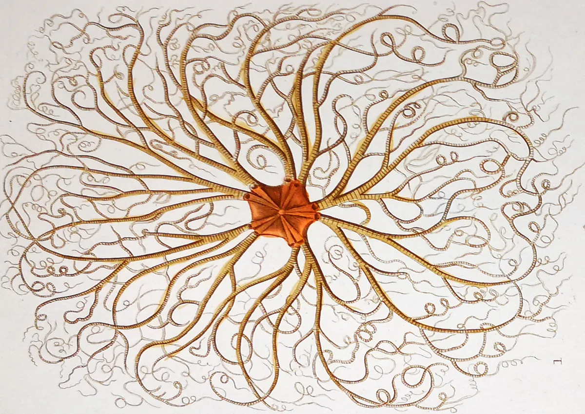 The Hidden Nobility of Natural History Prints: From the Sacchetti Collection