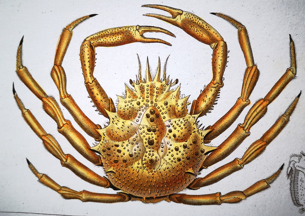 Jean Gabriel Prêtre: Portraitist of the Animal Kingdom