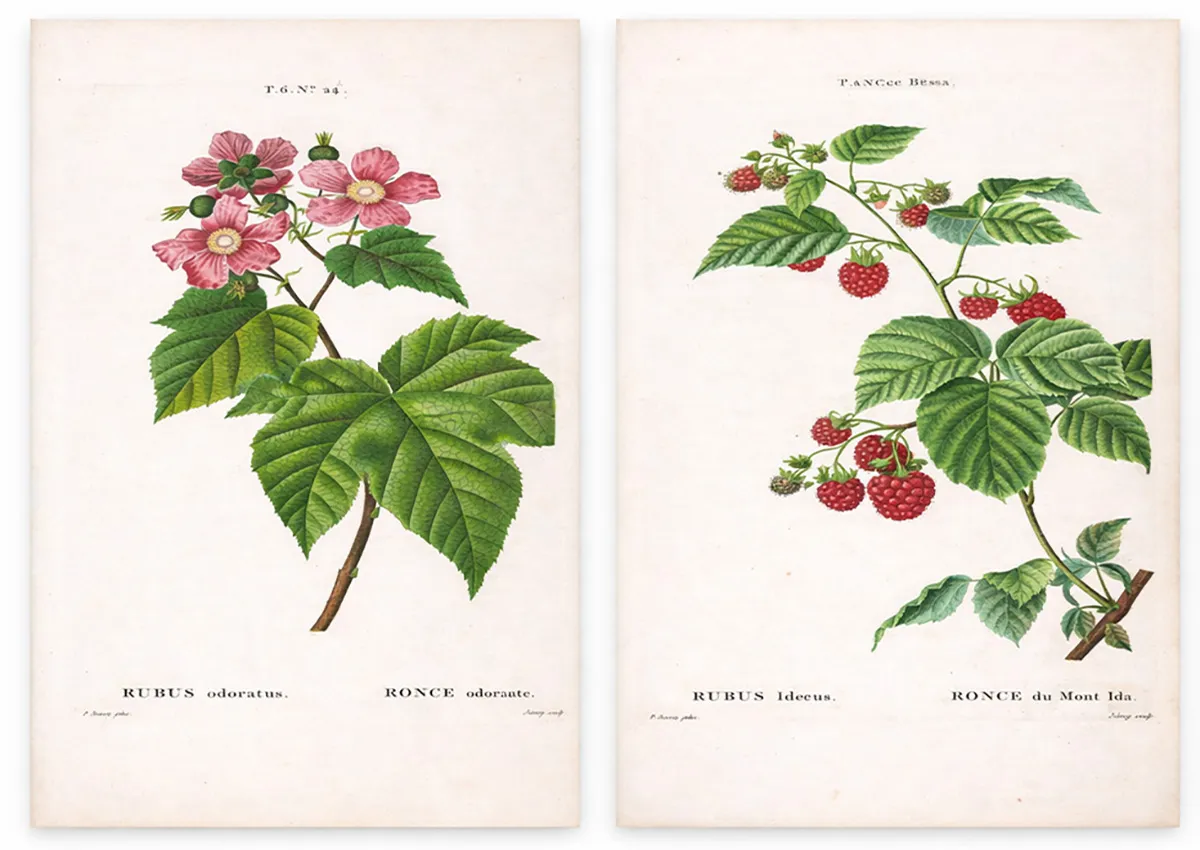 Why Antique Prints Feel Different — And Why They Quietly Transform a Room