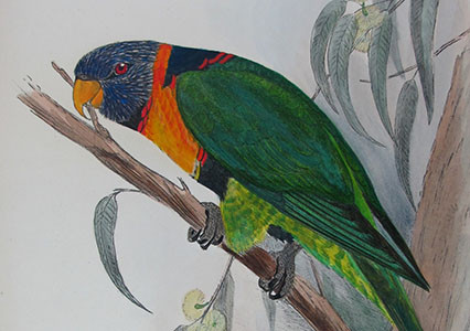Henrik Grönvold: A Scandinavian Eye for Ornithological Grace