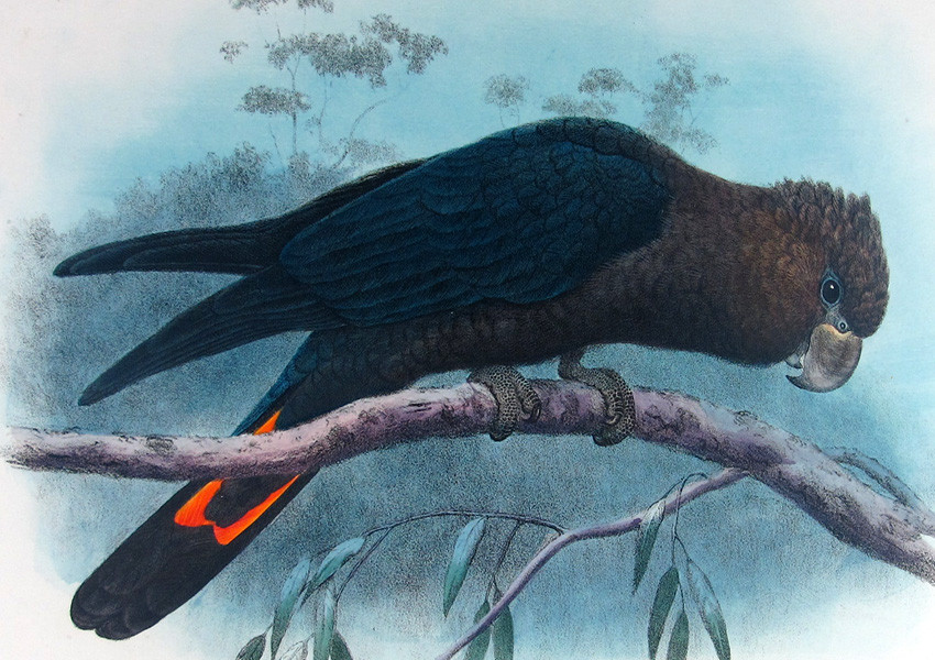 H. Goodchild – Shadows and Structure: The Quiet Precision Behind Australia's Avian Drama H. Goodchild – Shadows and Structure: The Quiet Precision Behind Australia's Avian Drama