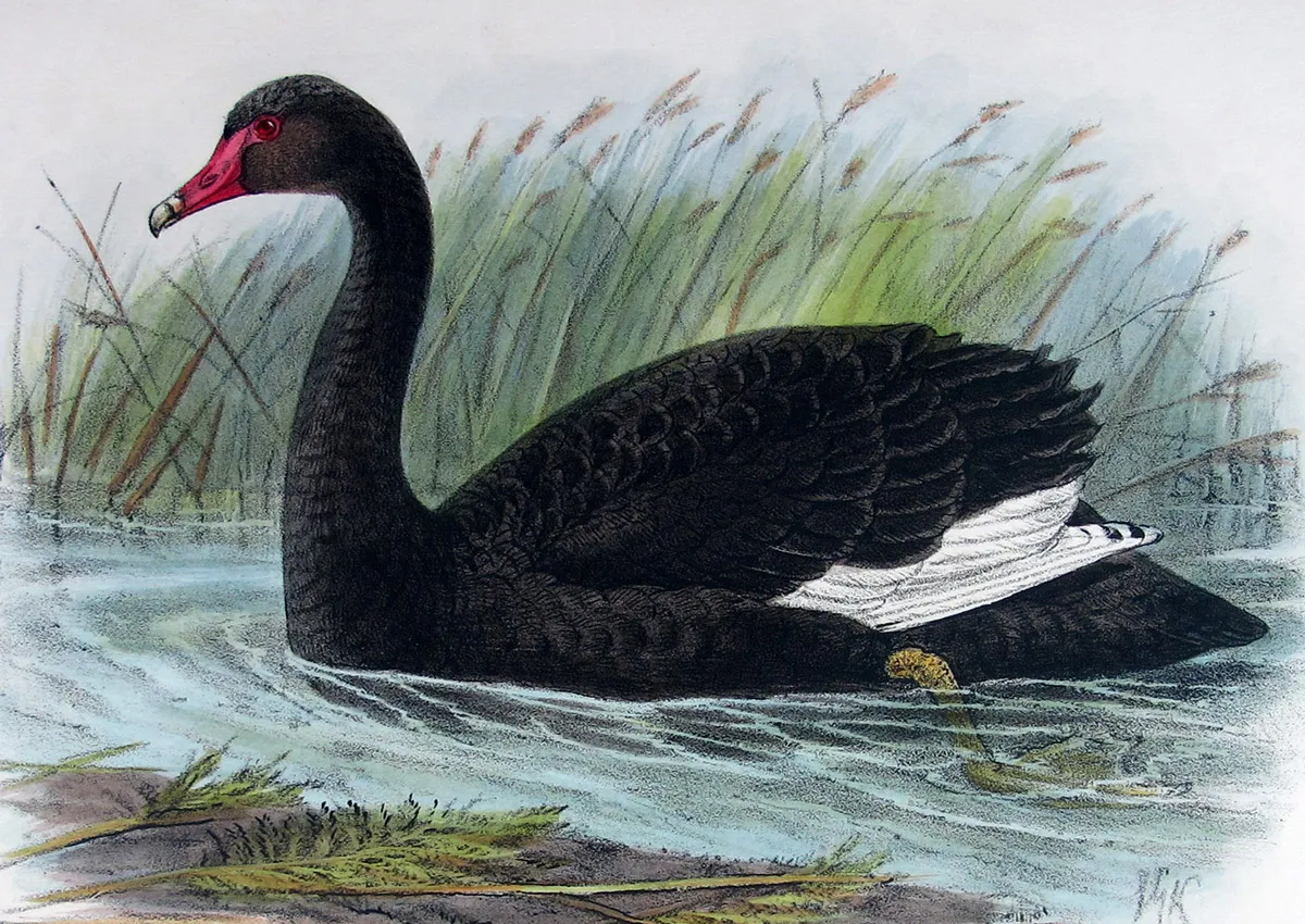 J.G. Keulemans: Precision and Passion in Ornithological Illustration