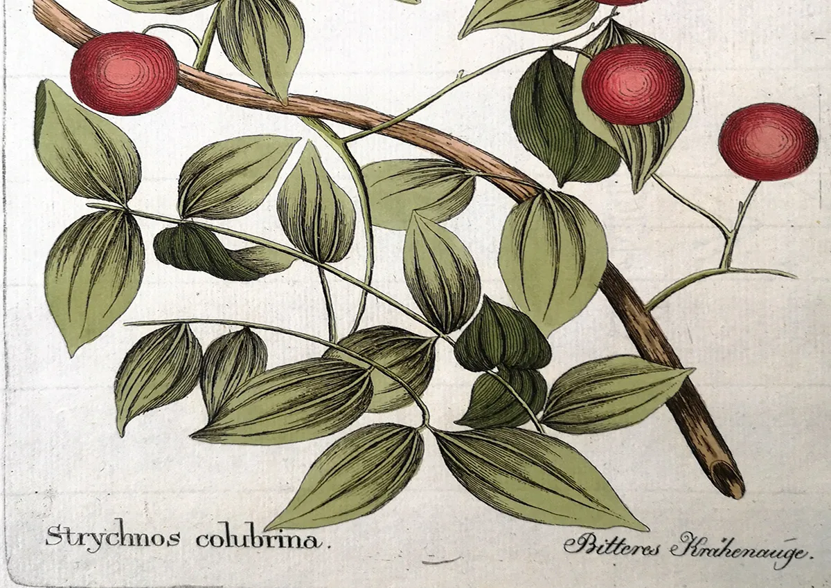 Vietz: Icones Plantarum