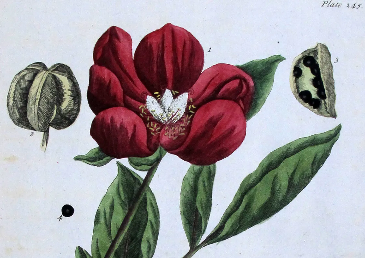 Elisabeth Blackwell: A Curious Herbal & the Birth of Botanical Art
