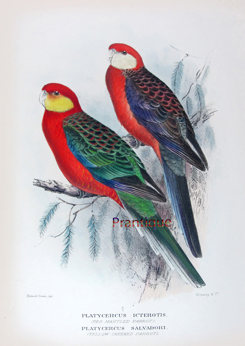 Roland Green: Dynamic Vision and Field-Born Precision in Bird Art Roland Green: Dynamic Vision and Field-Born Precision in Bird Art