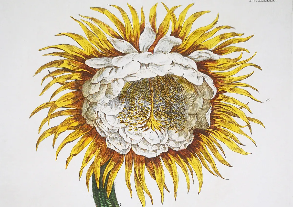 Richard Lancake: Botanical Observation and Engraved Form