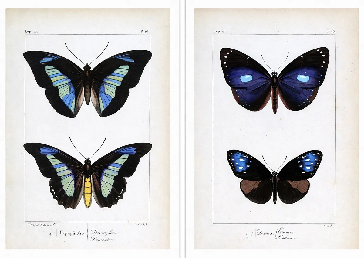 Hippolyte Lucas: Scientific Vision and the Golden Age of Exotic Butterflies