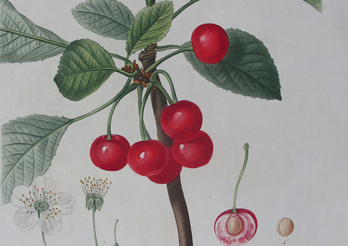 Pierre-Joseph Redouté: Floral Art in the Service of Science
