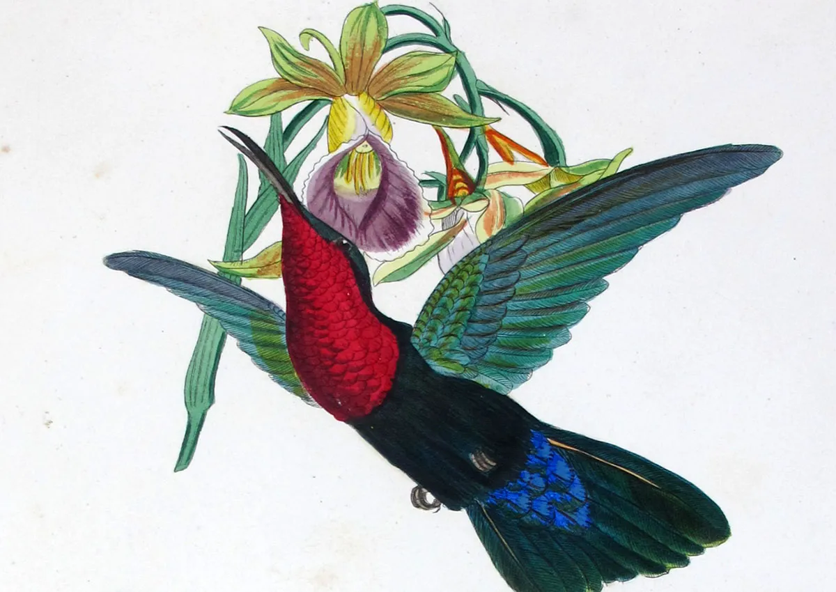 Ludwig Reichenbach and the Art of Hummingbirds: Victorian Science in Flight