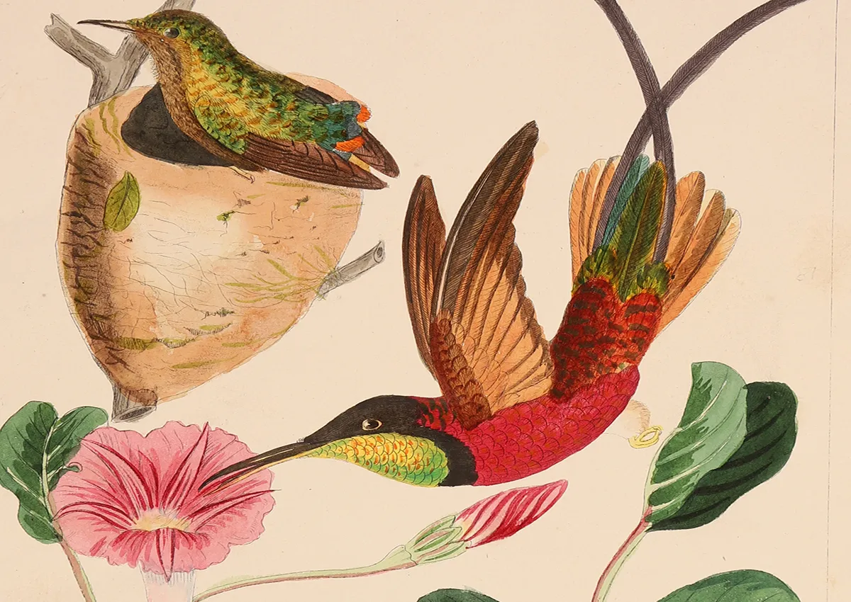 A Guide to Collecting and Decorating with Antique Bird Prints