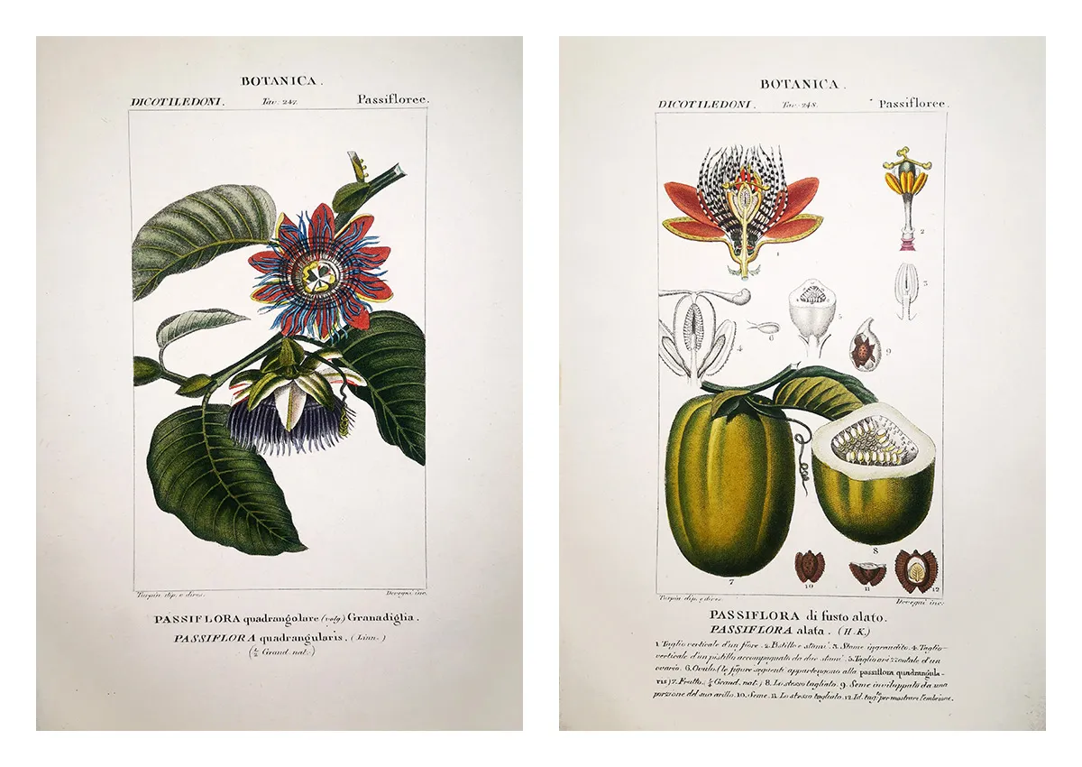 Pierre Jean François Turpin: The Botanical Illustrator of Natural Harmony