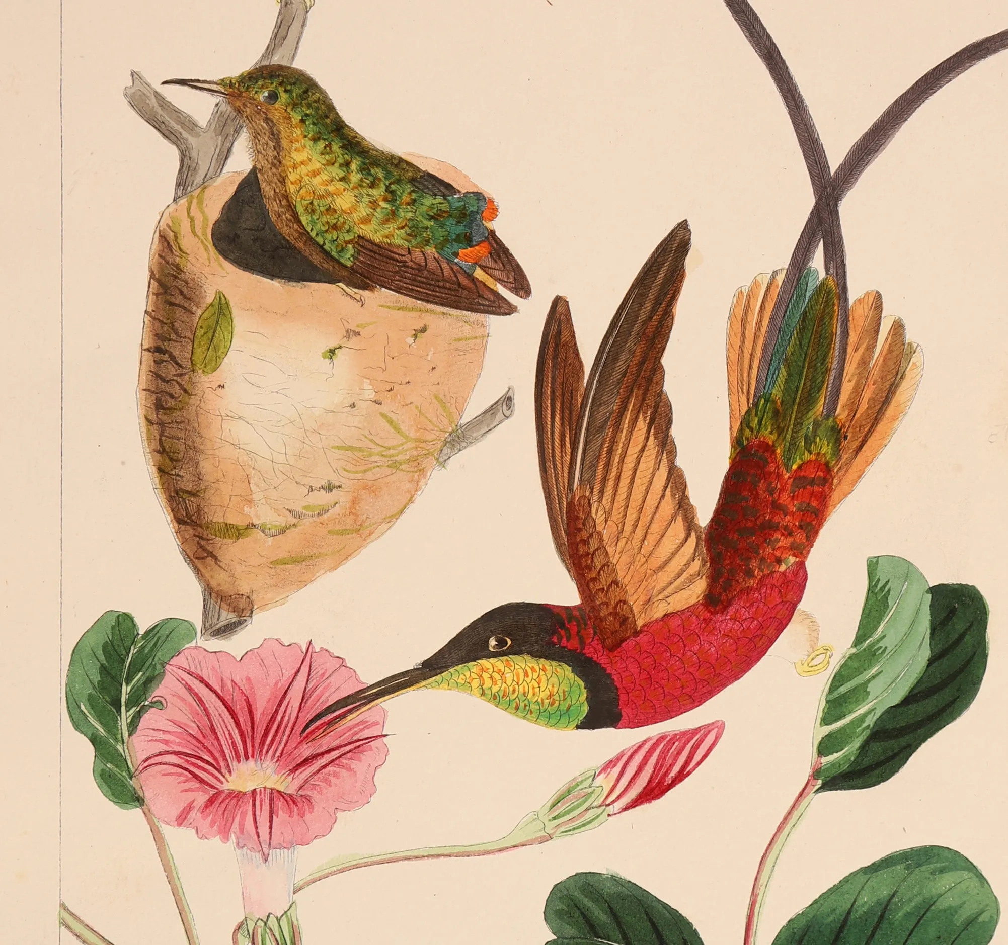 A Guide to Collecting and Decorating with Antique Bird Prints