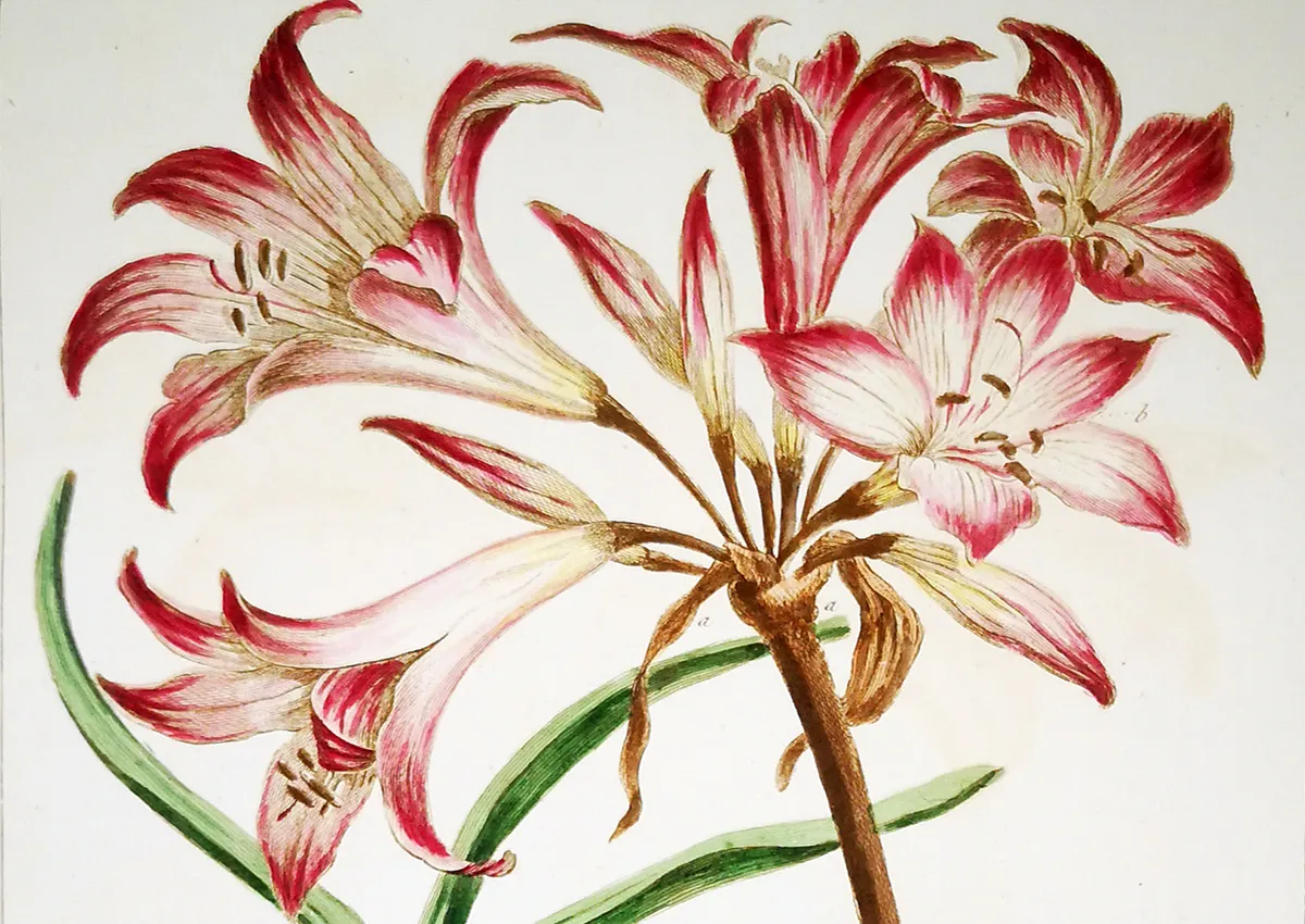 Philip Miller: Botanical Science and the Art of Cultivation