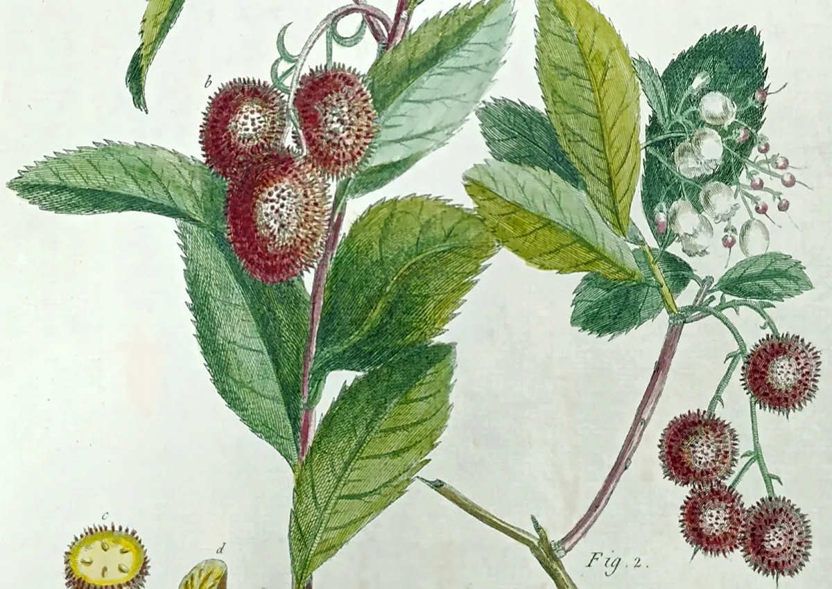 Georg Dionysius Ehret: The Art of Botanical Precision