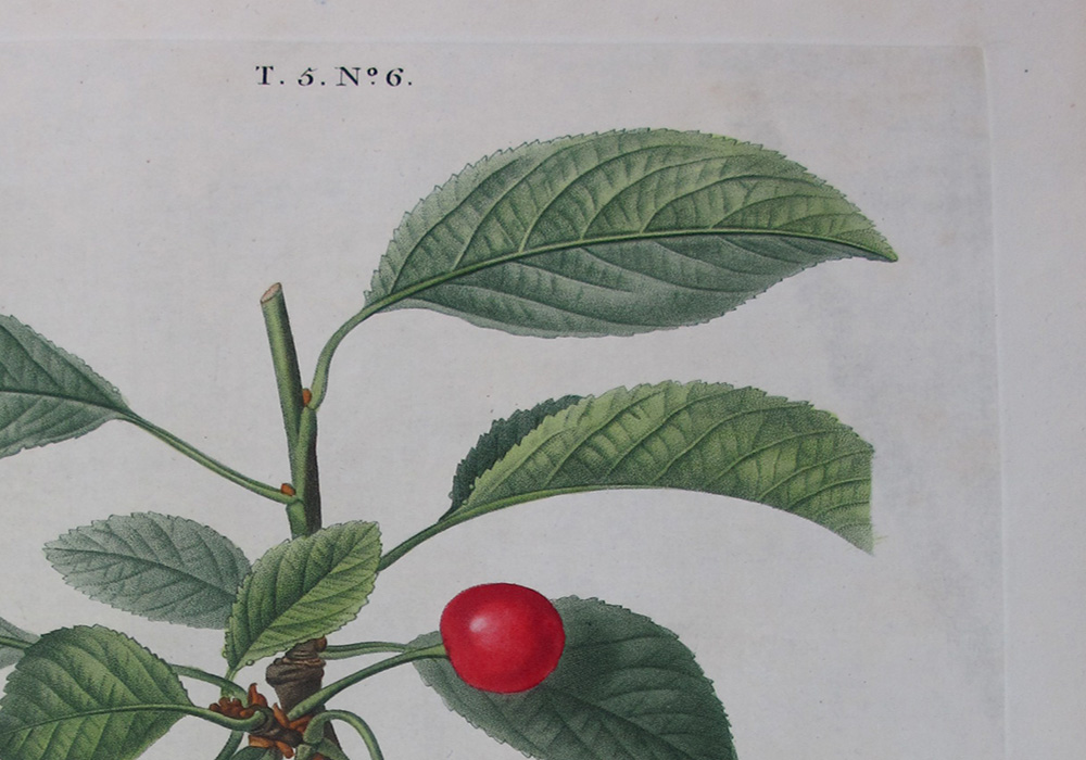 Visible plate mark on woven paper – Pierre-Joseph Redouté engraving