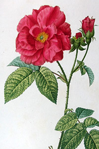 Pancrace Bessa botanical prints