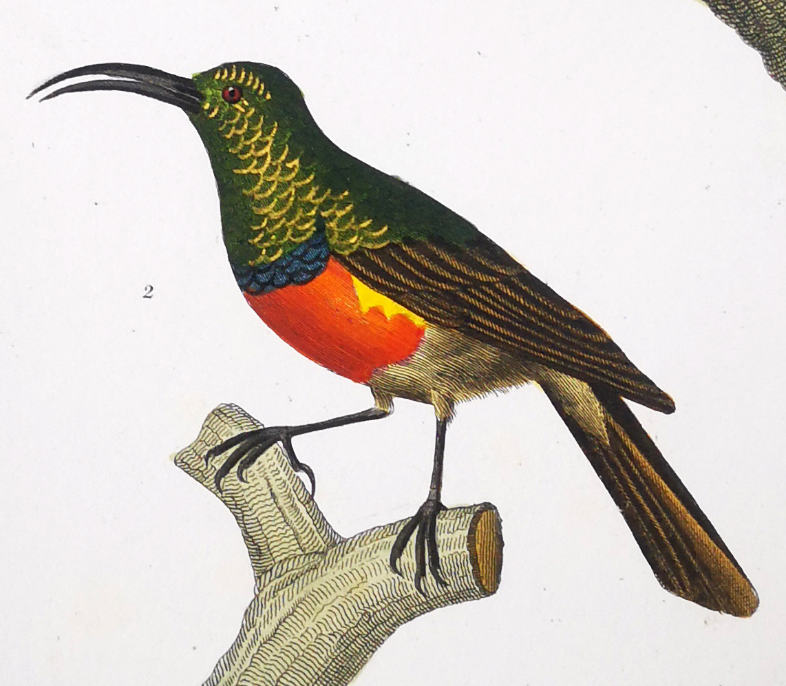 Gold Detail on Bird