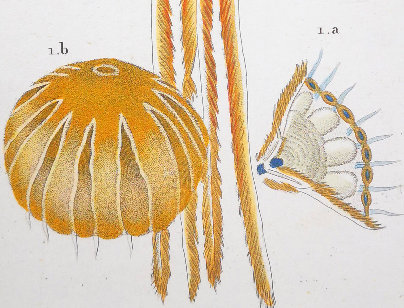 Zoological Jellyfish