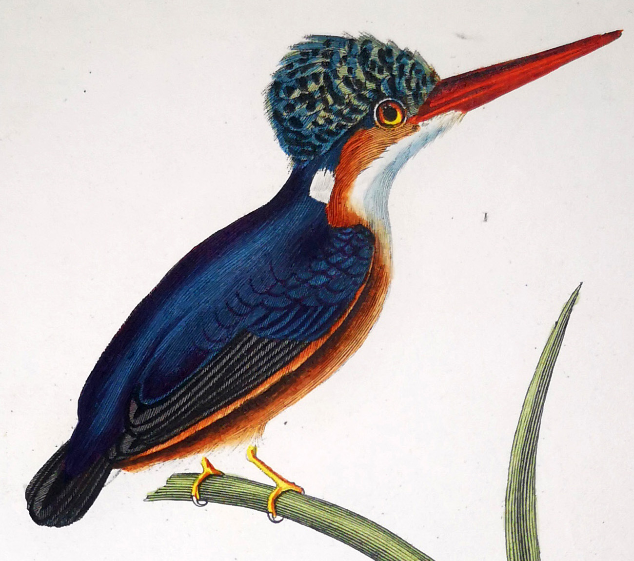 Bird Icon