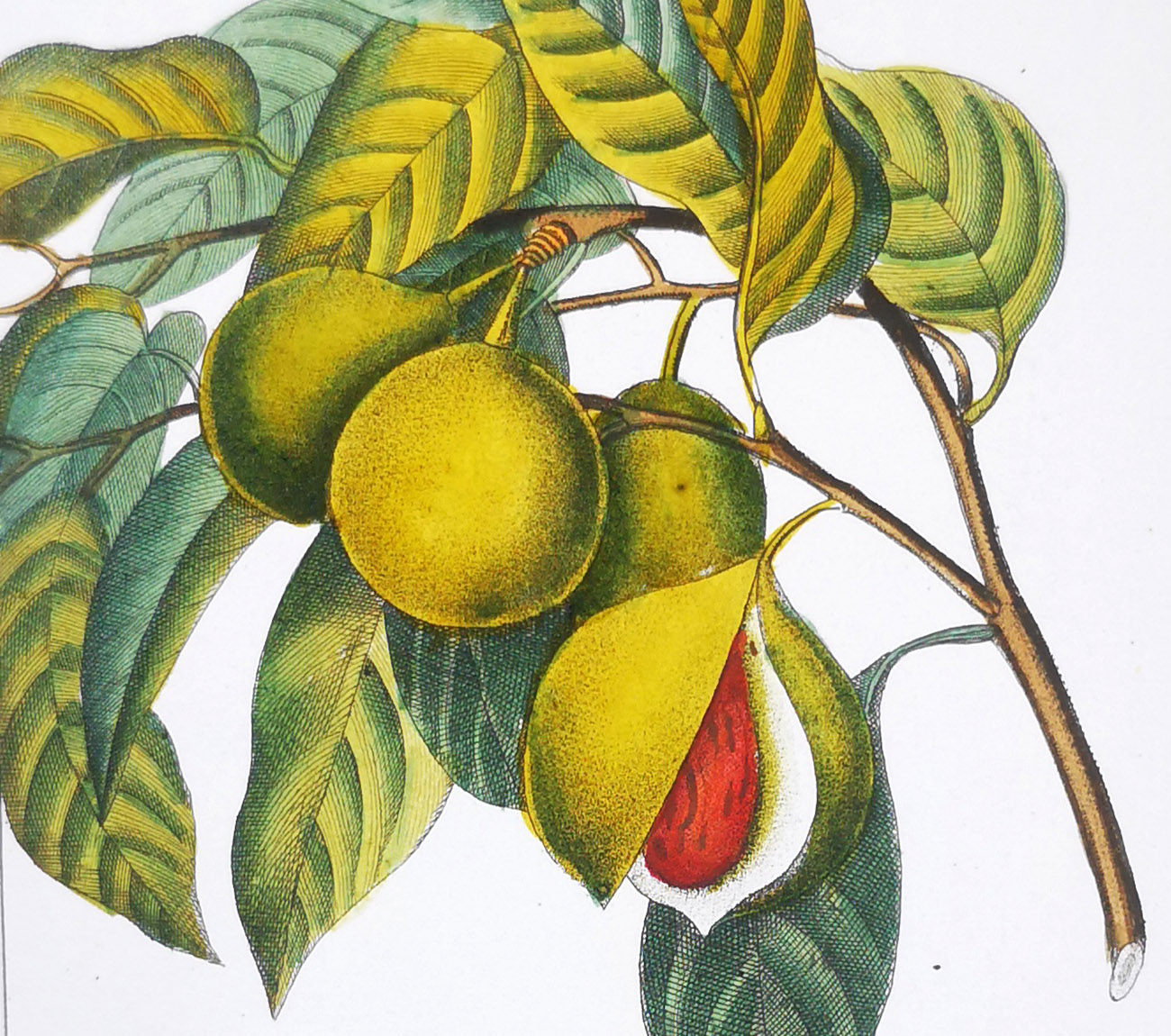 Botanical Icon