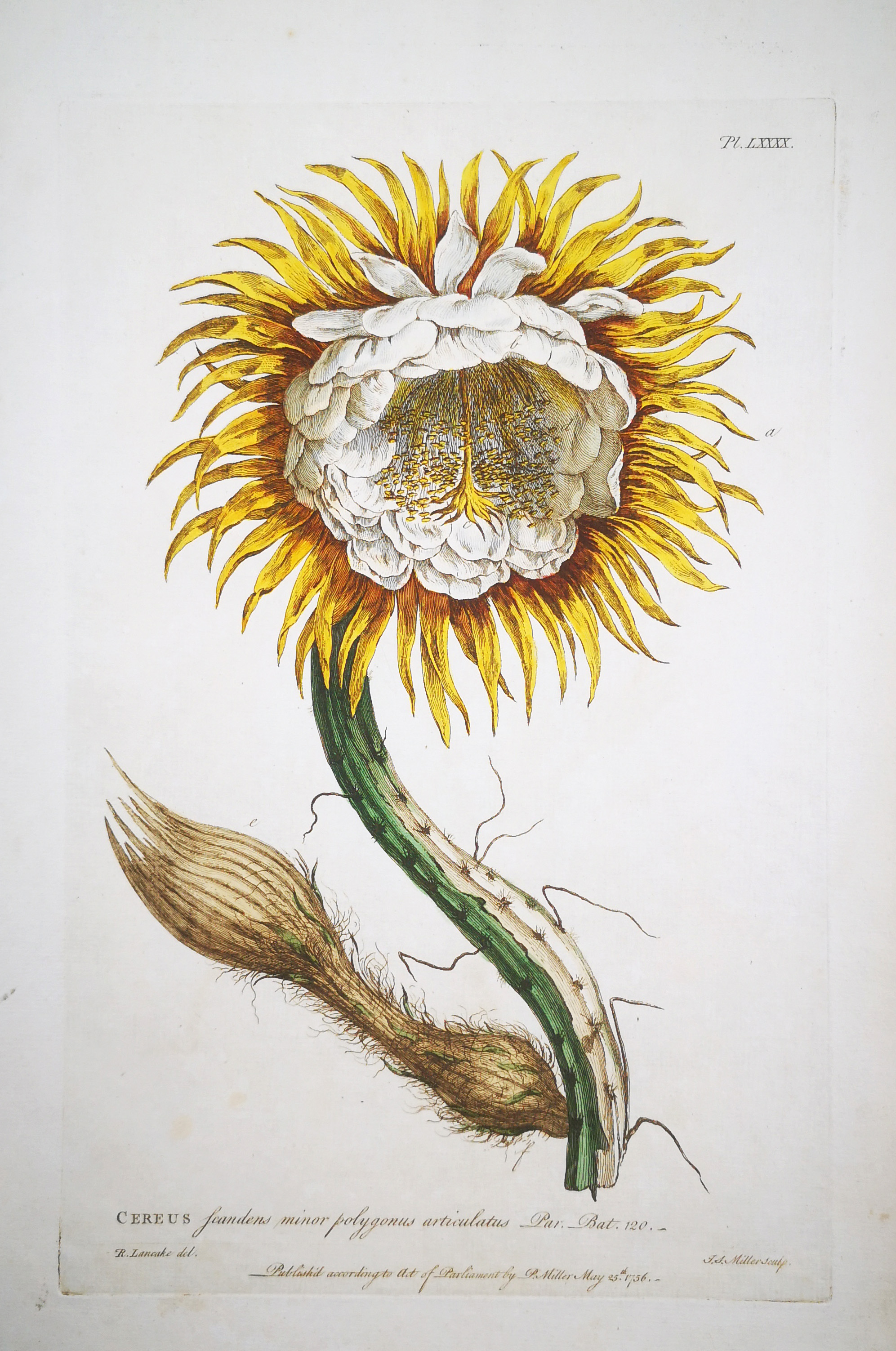 Botanical engraving attributed to Richard Lancake
