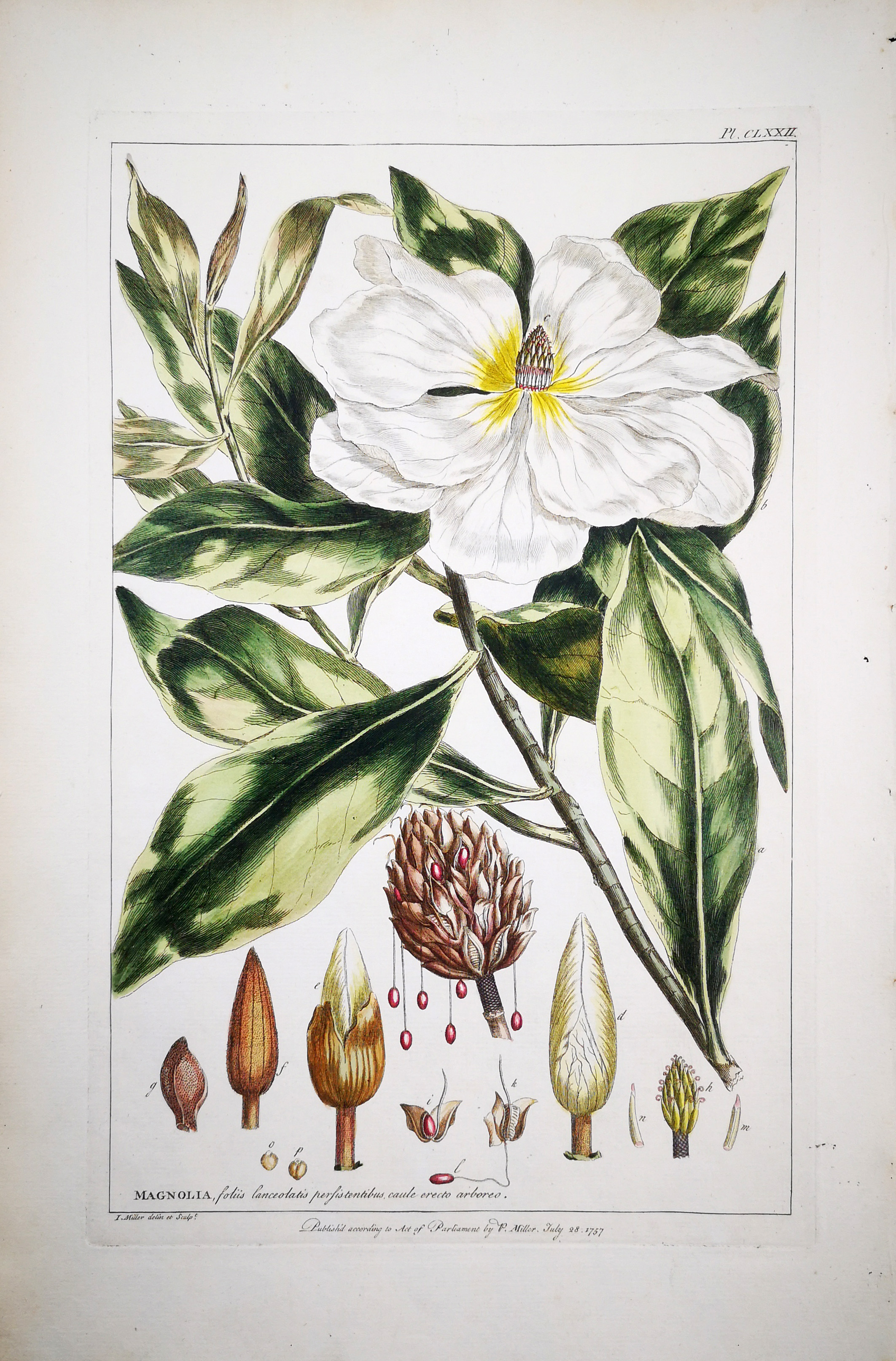 Botanical engraving by Johann Sebastian Mueller