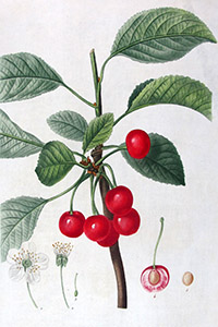 Pierre-Joseph Redouté flower prints