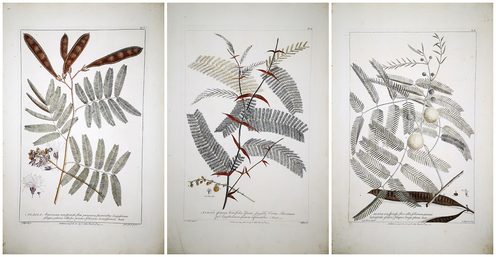 Acacia Botanical Suite attributed to Georg Dionysius Ehret